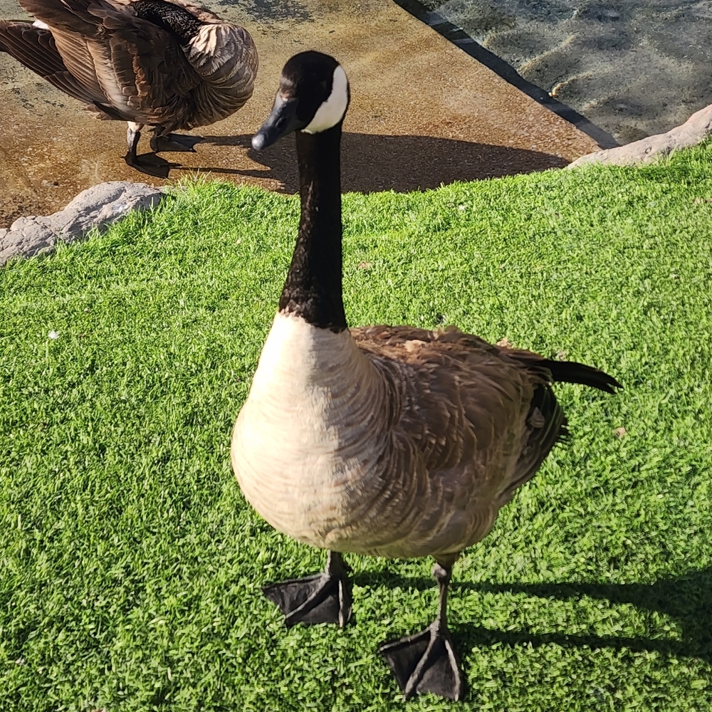 Meet your Posher, Will